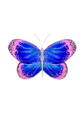 Blue and Pink Butterfly