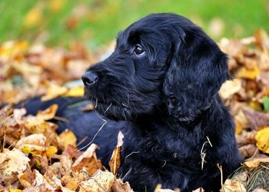 Cute Black Dog