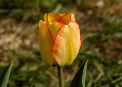 Yellow tulip 2