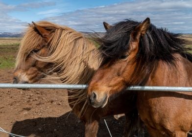 Icelandic horses