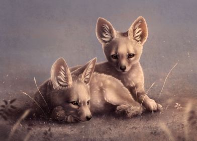 Kit Fox Pups