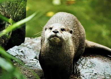 Cute Furry Otter