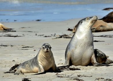 Awesome Seals