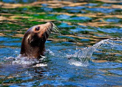 Gorgeous Sea Lion