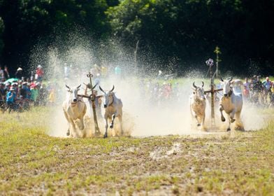 Ox Race in Vietnam