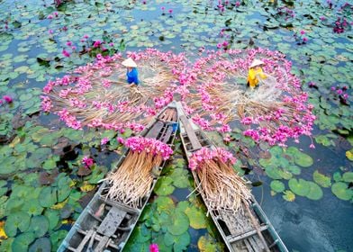 Water lily flowers 