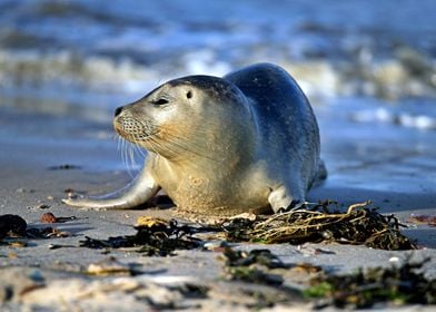 Very cute seal