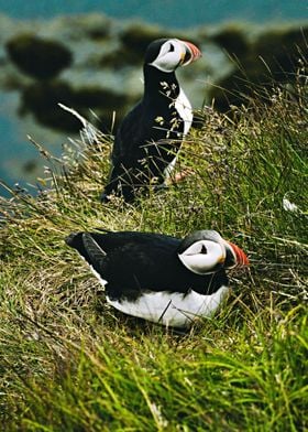 Two Beautiful Puffins