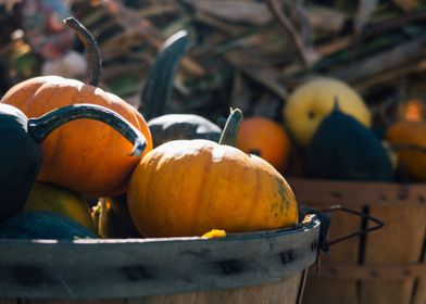 pumpkins basket