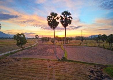 Sunset over palmary trees