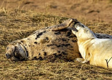 Two beautiful seals