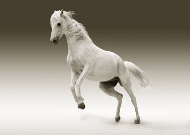 Playful White Horse