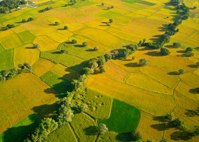 Nice ripen rice fields