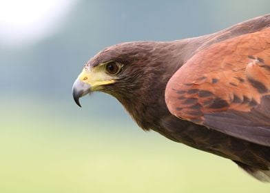 Harris Hawk