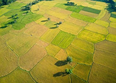 Ripen rice fields