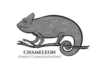 Chameleon with Latin Name