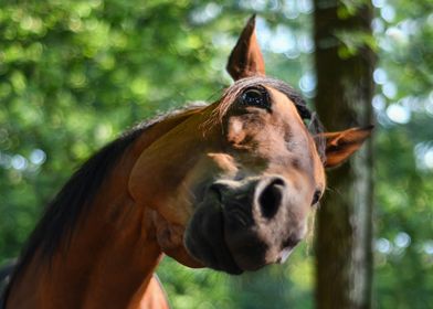 Funny Horse Head