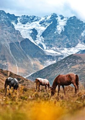 Three beautiful horses