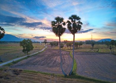 Sunset over palmary trees