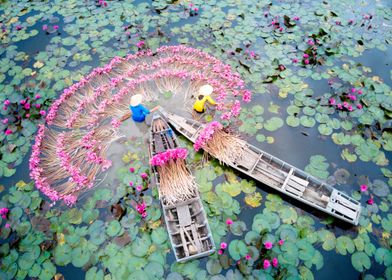 Water lily flowers 