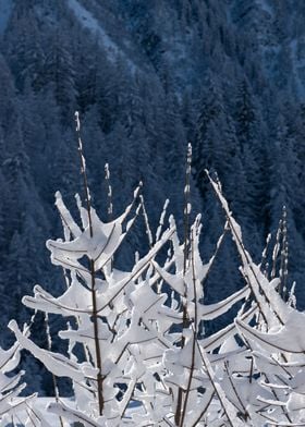 Snowy trees 