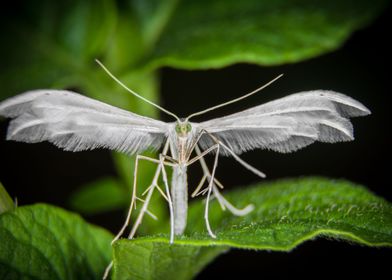 Butterfly Insect