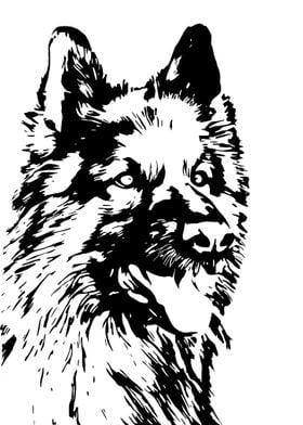 German Shepherd Drawing