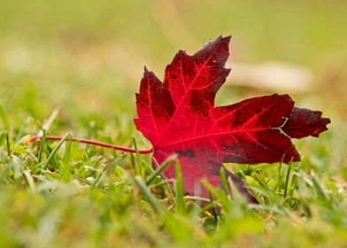 Bright red leaf and grass