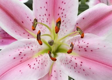 Pink Lily