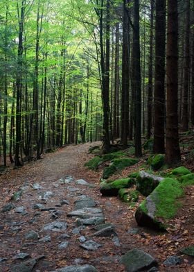 Mountain Forest Trail