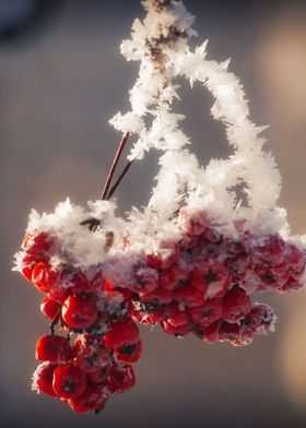 Berries in Ice