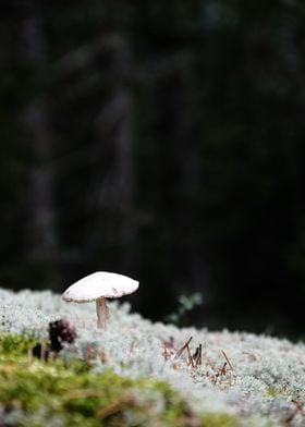 moody mushroom