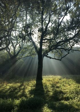 Sunlight through a tree