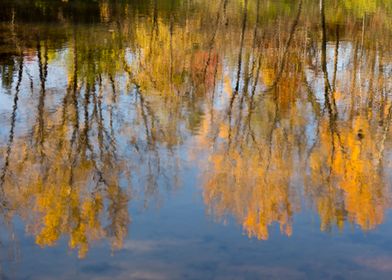 Orange tree reflection