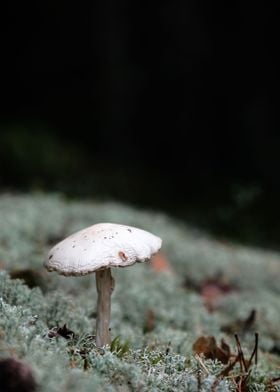 moody mushroom 2
