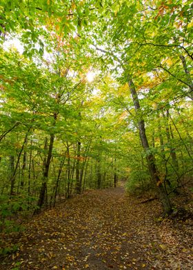 forest path