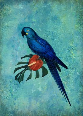 Hyacinth Macaw