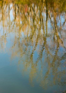 Autumn trees reflected