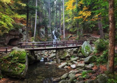 Forest Stream And Bridge