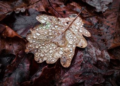 A fallen oak leaf 