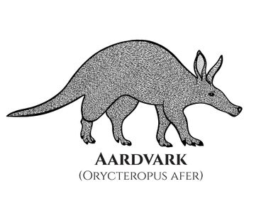 Aardvark with Latin Names