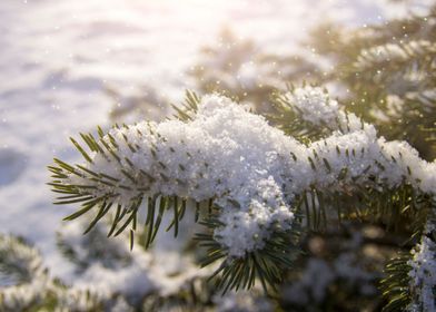 Christmas Snowflakes