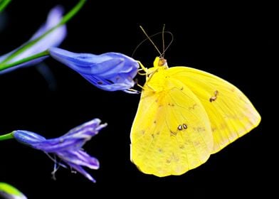 Butterfly and flower