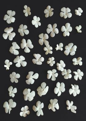 White liliac petals