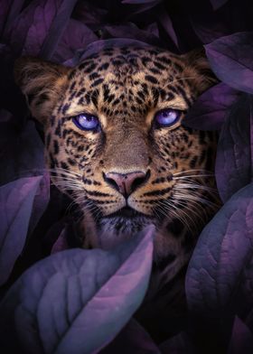 Majestic Leopard