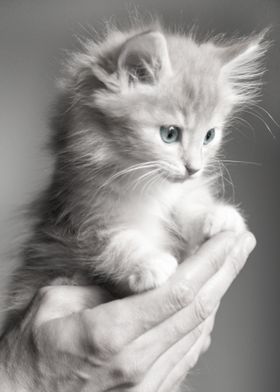 Cute Cat on Hand