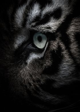 Tiger Head Eye