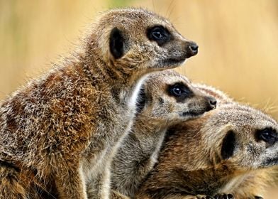 Three meerkats