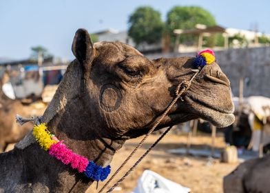 Camel portrait 4