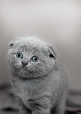 Cute Cat Poster